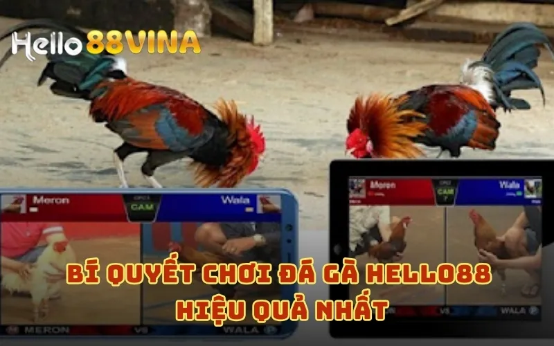 Bí quyết chơi Đá gà HELLO88 hiệu quả nhất