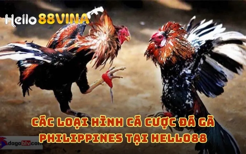 Các loại hình cá cược đá gà Philippines tại HELLO88