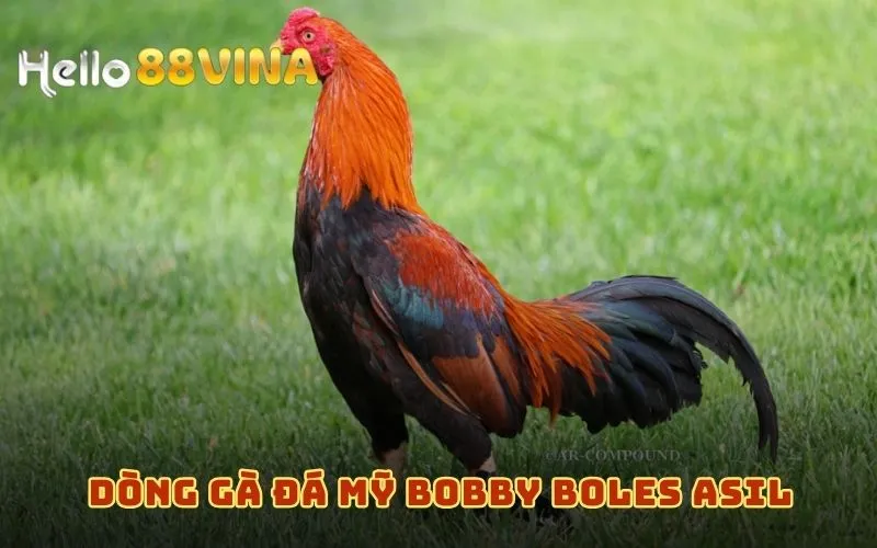 Dòng gà đá Mỹ Bobby Boles Asil