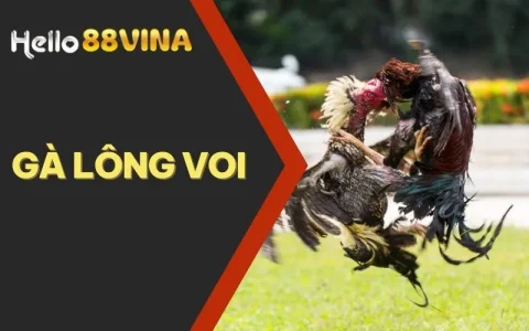 Gà Lông Voi Là Gì? Giải Nghĩa Giống Gà Này Gọi Là Linh Kê