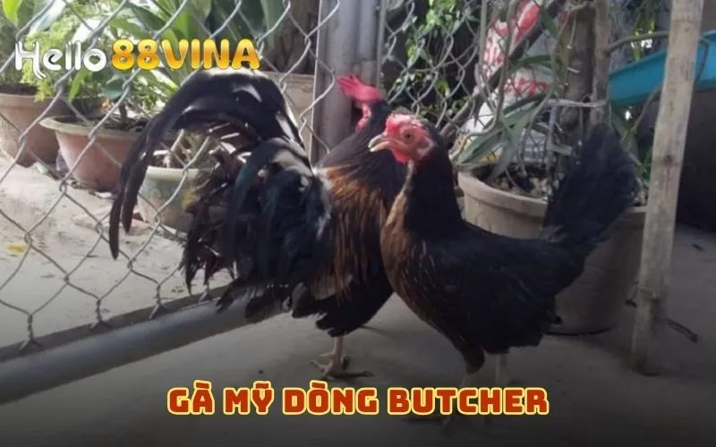 Gà Mỹ dòng Butcher