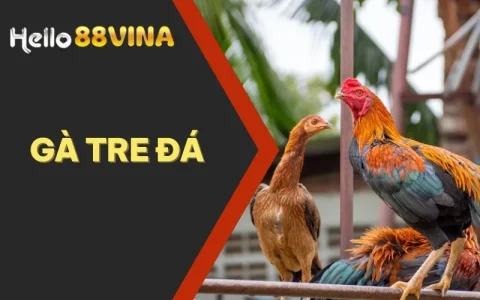 Gà Tre Đá – Giới Thiệu Giống Gà Tre Tốt Nhất Hiện Nay