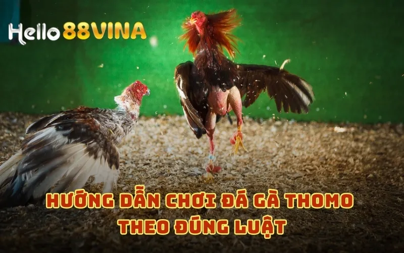 Hướng dẫn chơi đá gà Thomo theo đúng luật