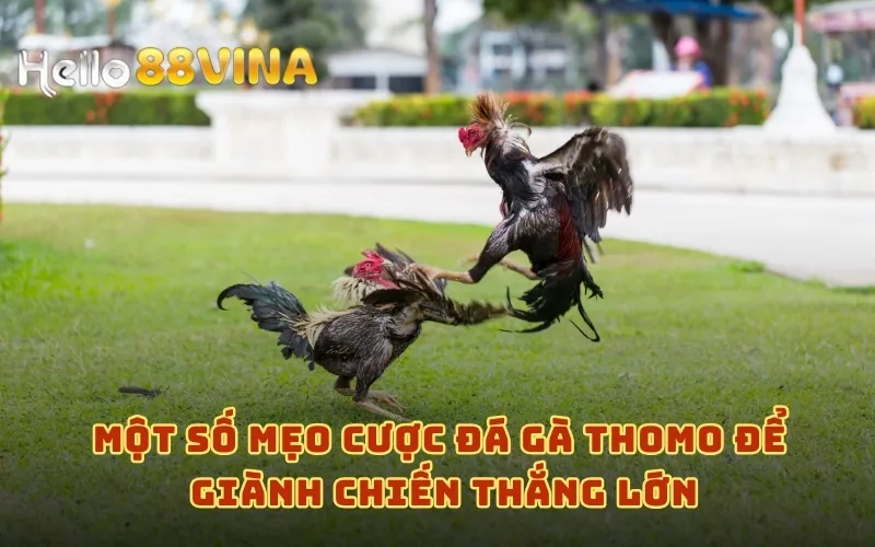 Một số mẹo cược đá gà Thomo để giành chiến thắng lớn