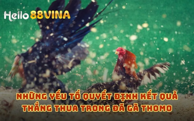 Những yếu tố quyết định kết quả thắng thua trong đá gà Thomo