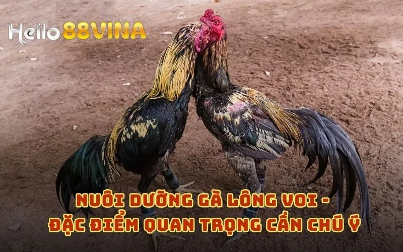 Nuôi dưỡng gà lông voi - Đặc điểm quan trọng cần chú ý