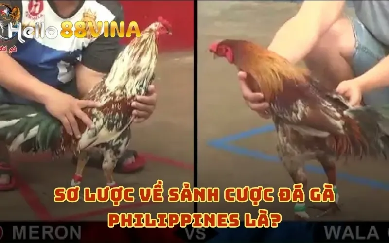 Sơ lược về sảnh cược đá gà Philippines là?