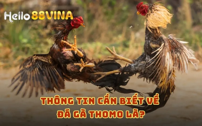 Thông tin cần biết về đá gà Thomo là?