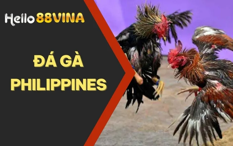 Trực Tiếp Đá Gà Philippines HELLO88 Mới Nhất Hôm Nay