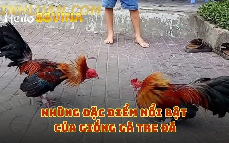 ​​Những đặc điểm nổi bật của giống Gà Tre Đá